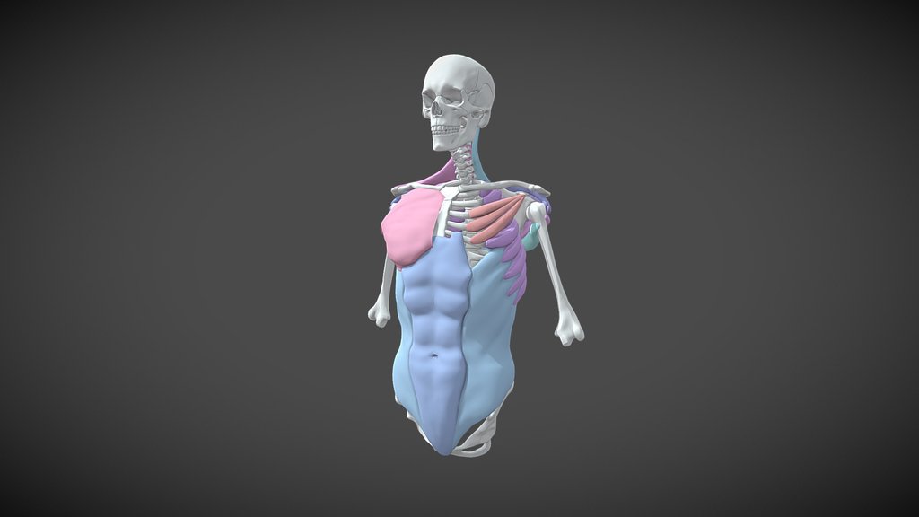 Muscle - A 3D model collection by needforyouceo - Sketchfab