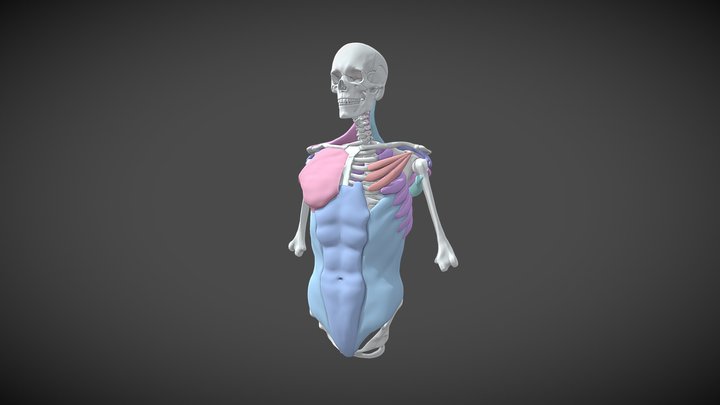 Muscle - A 3D model collection by needforyouceo - Sketchfab