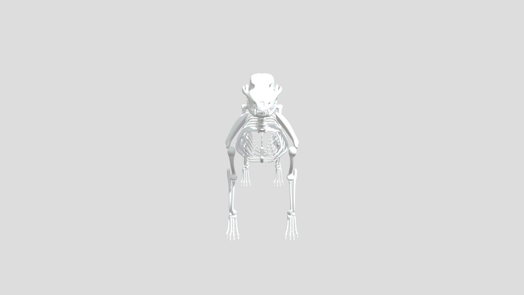 Dog Skeleton