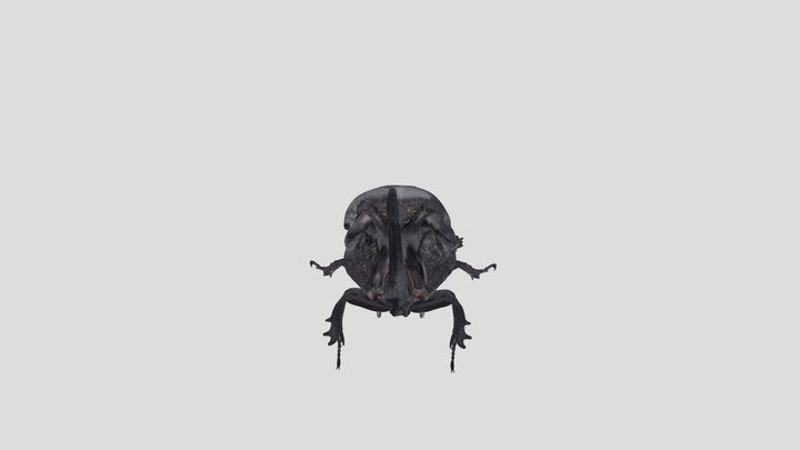 Beetles_Dynastinae 3D Model