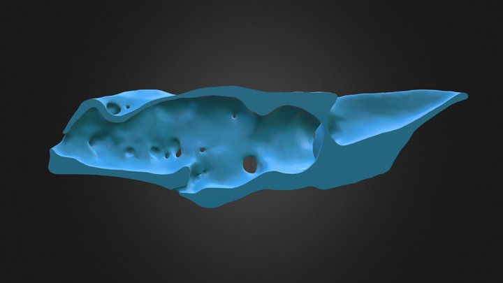 Dogfish Shark Left Chondrocranium (Annotated) 3D Model
