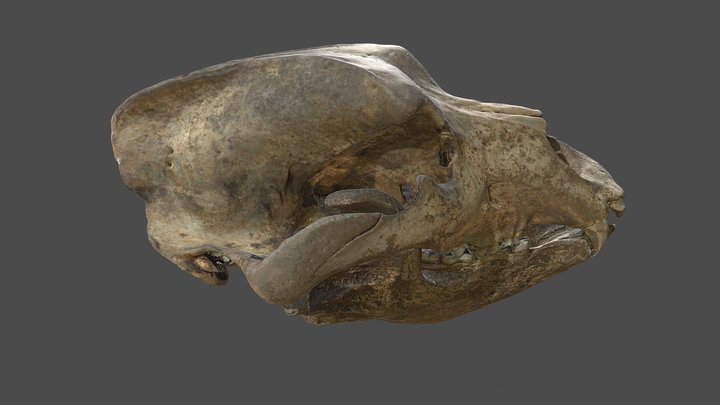 Skull of Cave Bear /  lebka jaskynného medveďa 3D Model