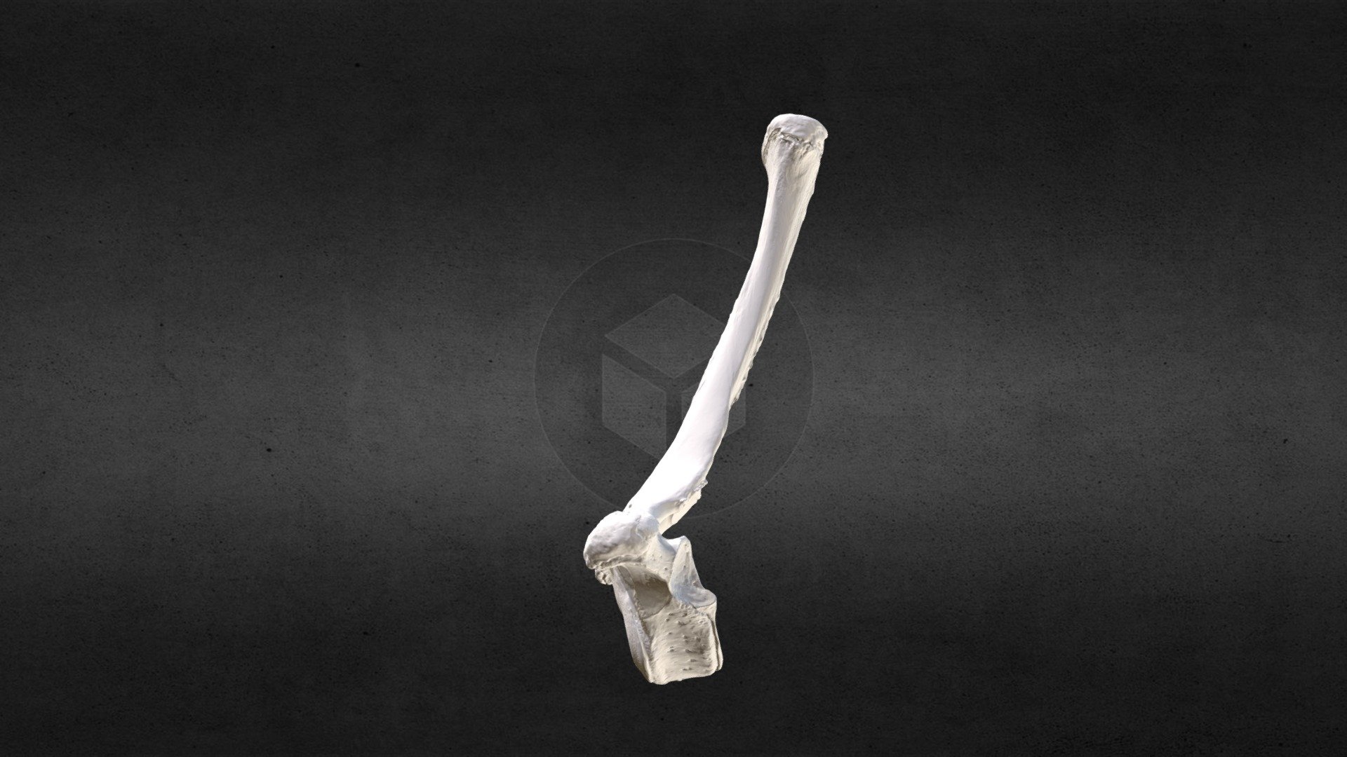 Loxodanta africana (elephant) Thoracic Vert 4
