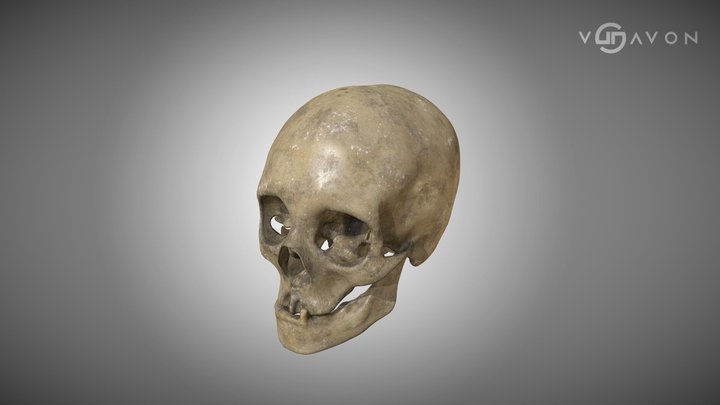 Human Skull – Lowpoly PBR 3D Model