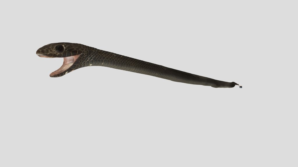 CC0 シマヘビ 🐍 Striped Snake, Elaphe quadrivirgata