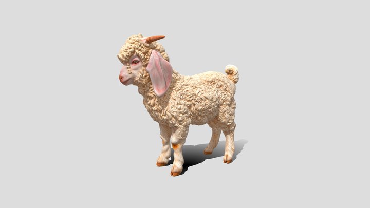 Curly Angora Goat 3d model free