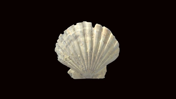 Fossil shell (VCU_3D_8619)