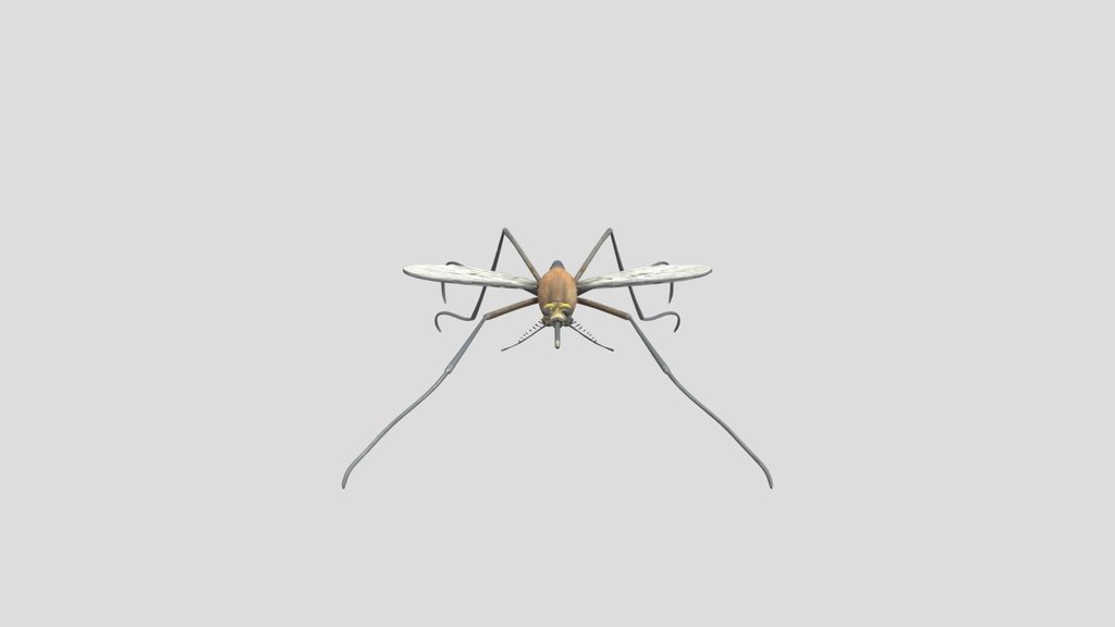 Culex pipiens