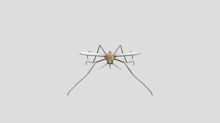 Culex pipiens 3D Model