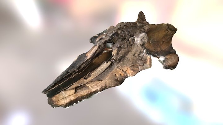Agorophius pygmaeus - ChM PV4256 3D Model