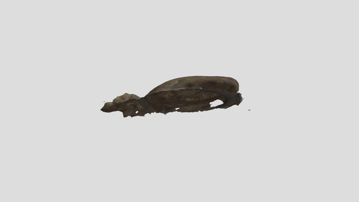 Seal Front 3D Model