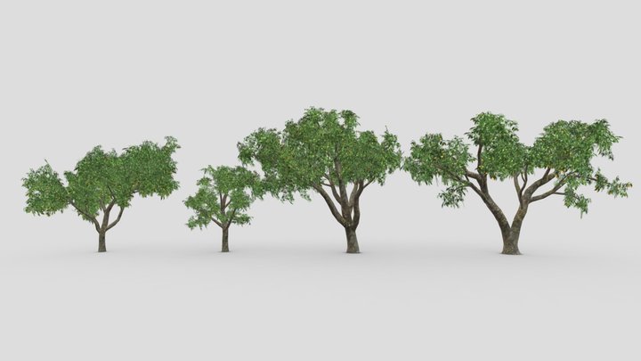 Orange Tree- Pack- 01 3D Model