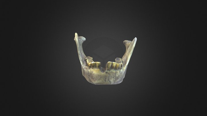 Homo floresiensis mandible – Free 3D Model STL