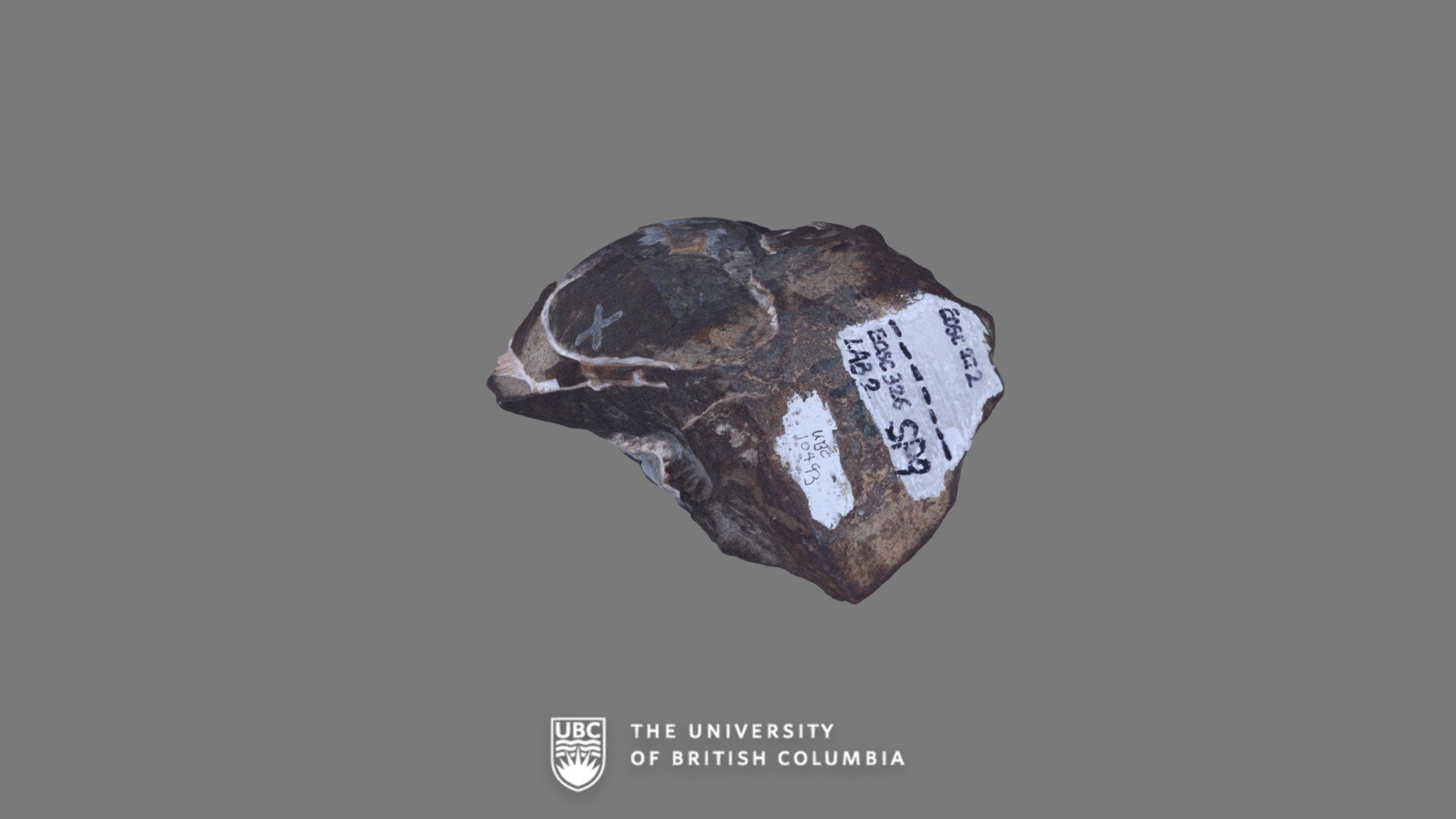 Bivalve Fossil Cross-section