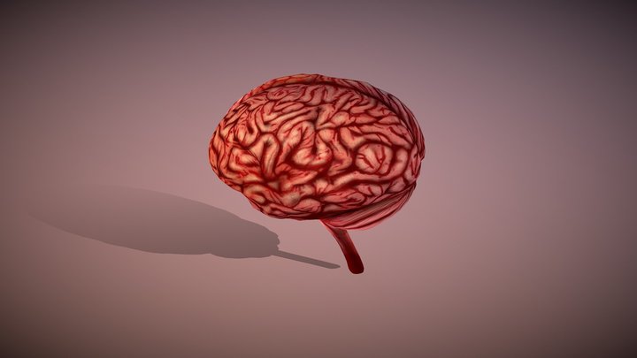 CERVELL 3D Model