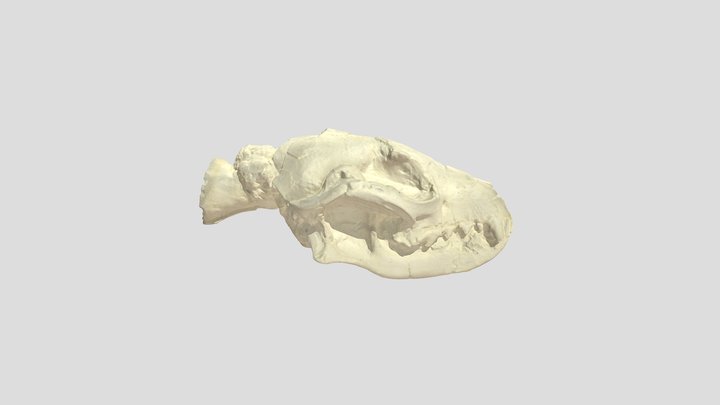 Hesperocyon Gregarius Full Skull Cast 3D Model