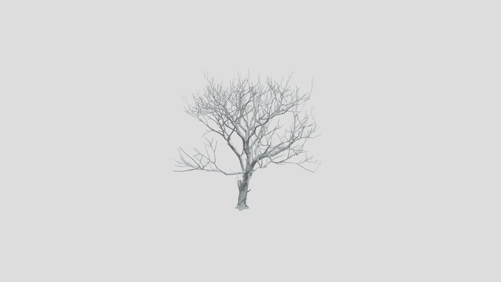 Olive Tree Dead Med