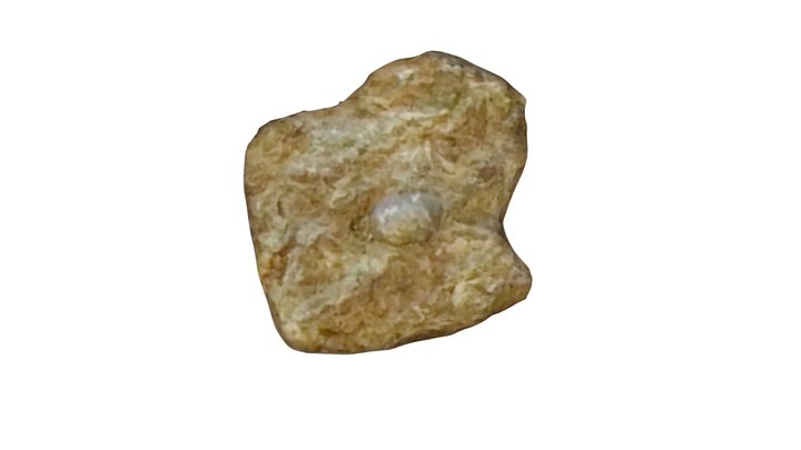 Simpson group fossil 3D Model