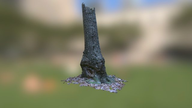 Photogrammetry Test Tree 001 Reduced 3D Model
