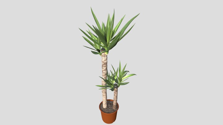 I KEA_YUCCA ELEPHANTIPES Planta – Modello 3D gratuito STL