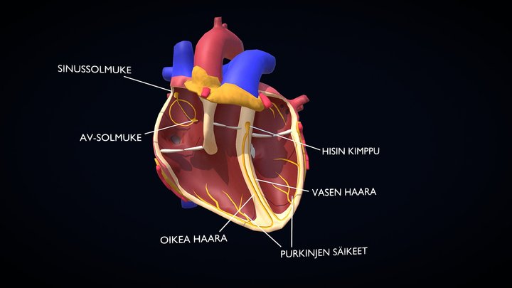 Heart cross section - Electric 3D Model