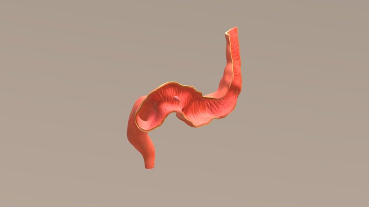 Polyp 3D models - Sketchfab