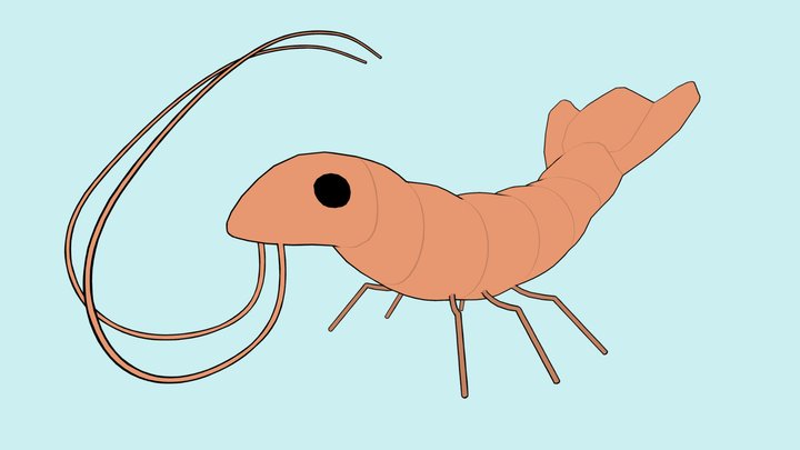 Chumbud, Shrimp 3D Model