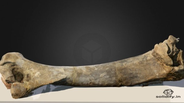 Tiger Fossil 3D Model