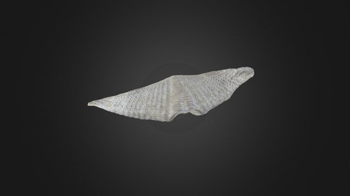 Brachiopod: Mucrospirifer arkonensis (PRI 76891) – Modello 3D gratuito STL