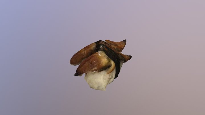 Unagi nigiri 3D Model