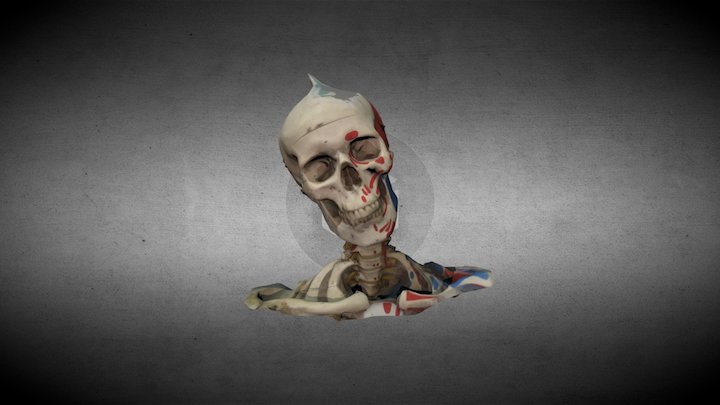 Skull 3D Model