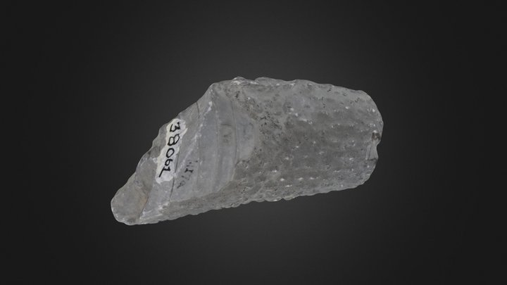 Bryozoan: Spatiopora corticans (PRI 76725) – Modelo 3D gratuito STL