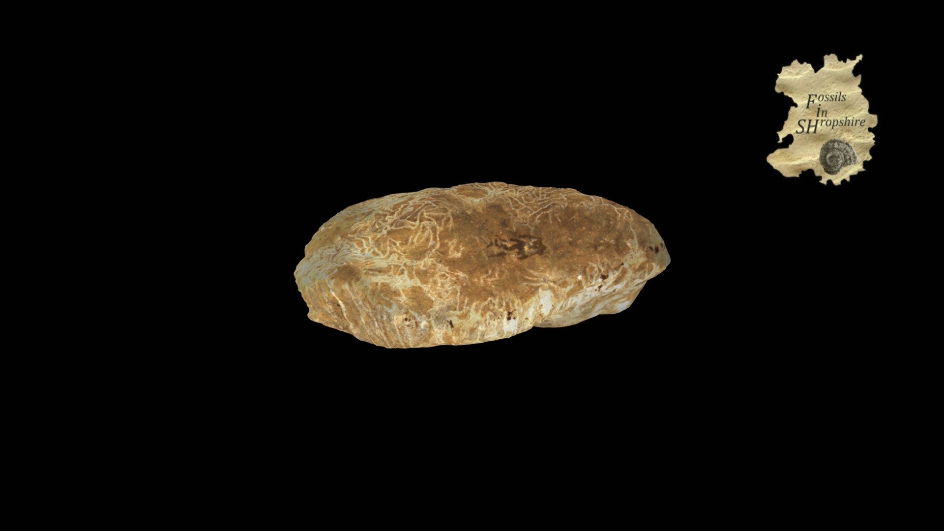 Coral - Halysites
