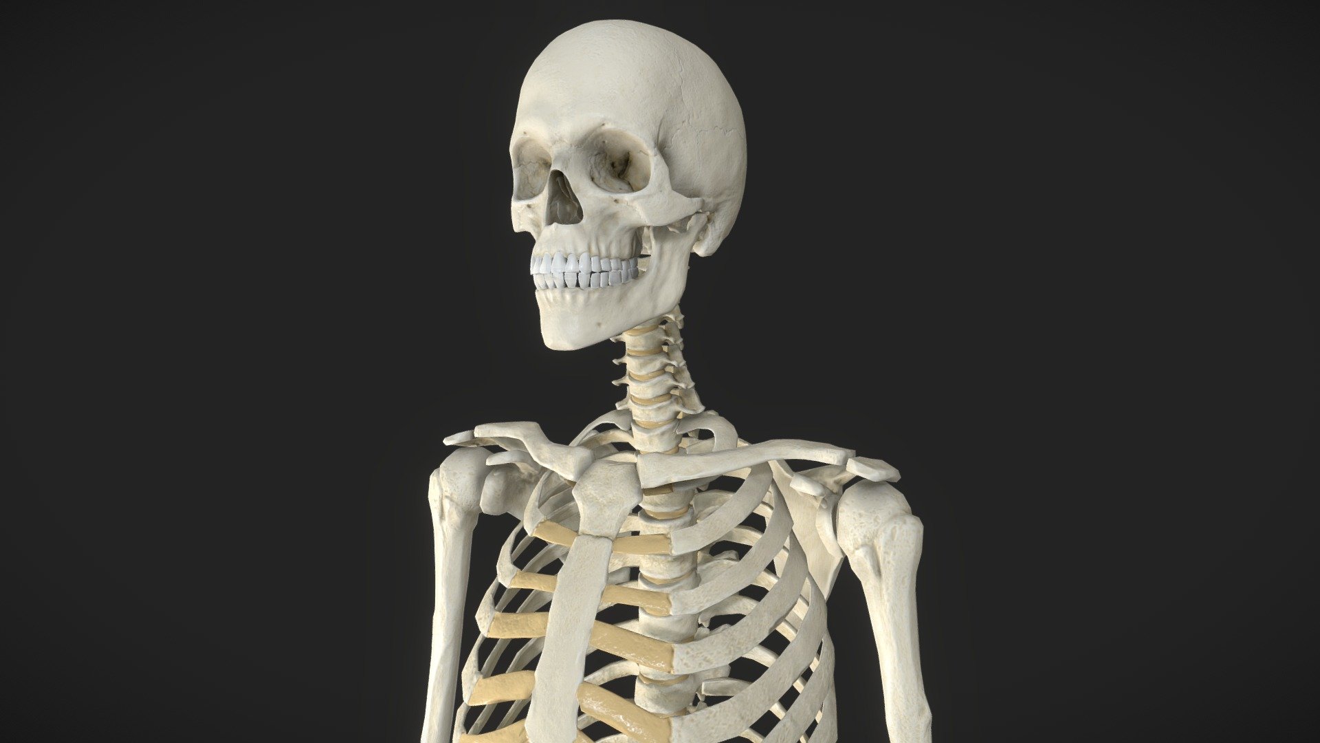 Skeleton - Buy Royalty Free 3D model by graft.