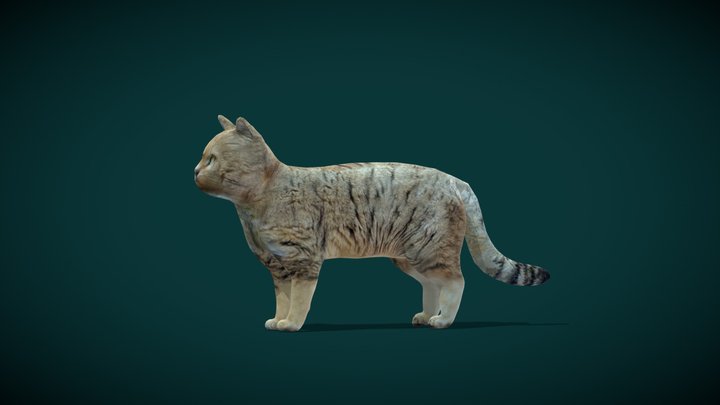 Sand Cat (Lowpoly) 3D Model