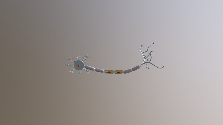 Bagian neuron (Sistem saraf manusia) 3D Model