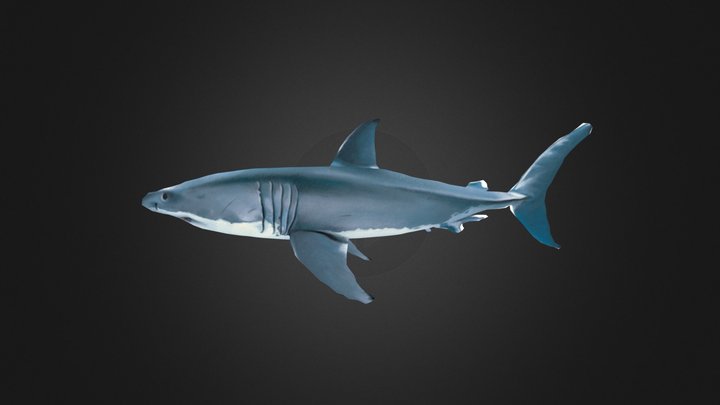Shark 3D Model