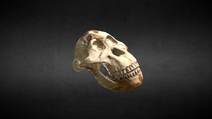 Lucy Skull Replica (Australopithecus afarensis) 3D Model