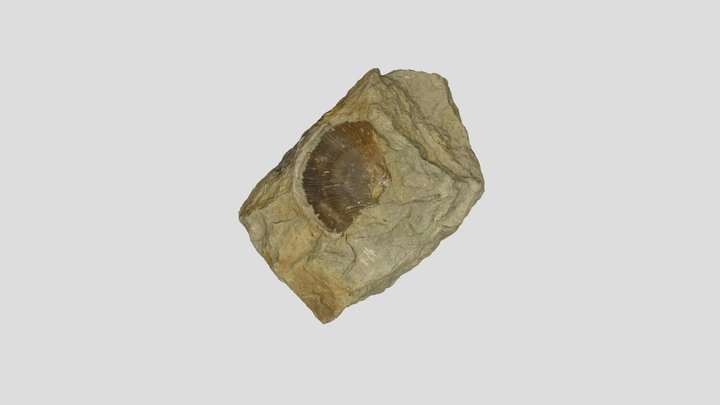 Fóssil de Strophomenata 3D Model