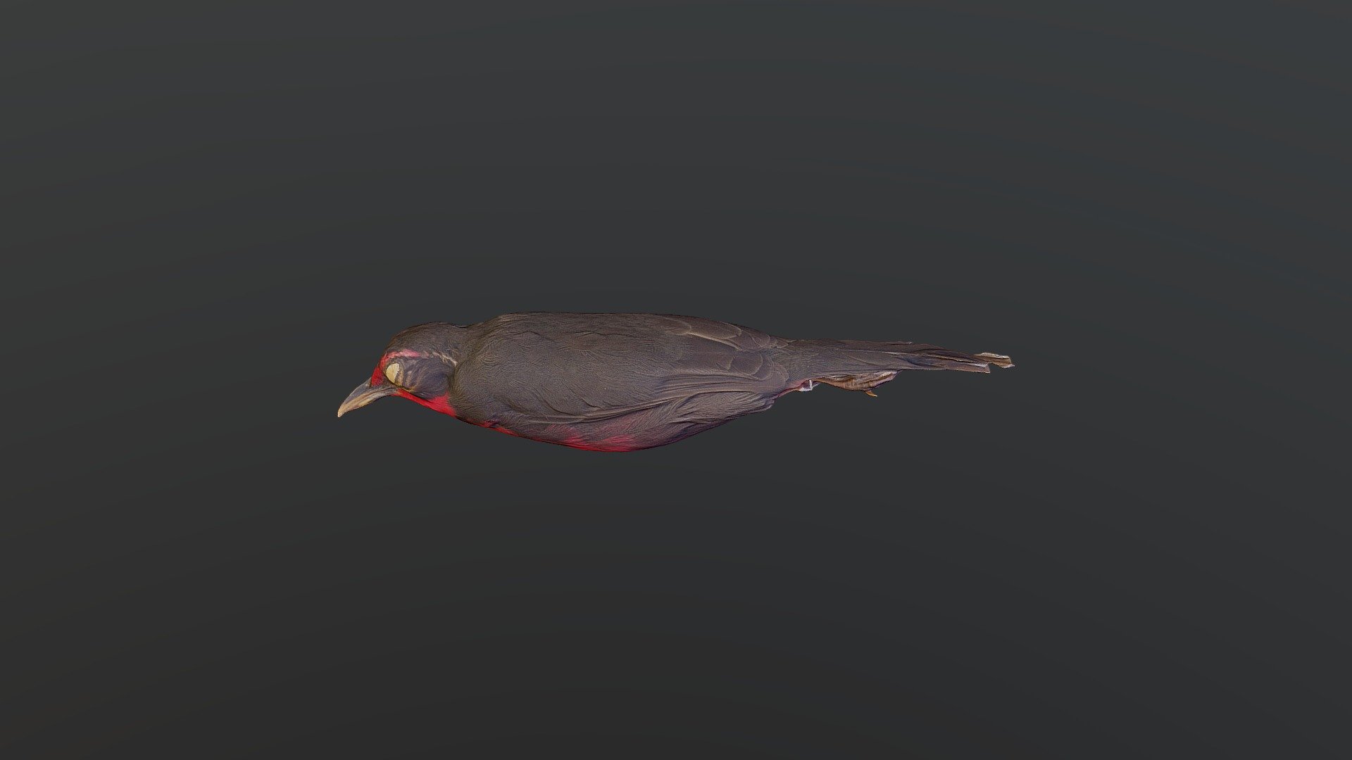 Rosy Thrush-Tanager - Rhodinocichla rosea