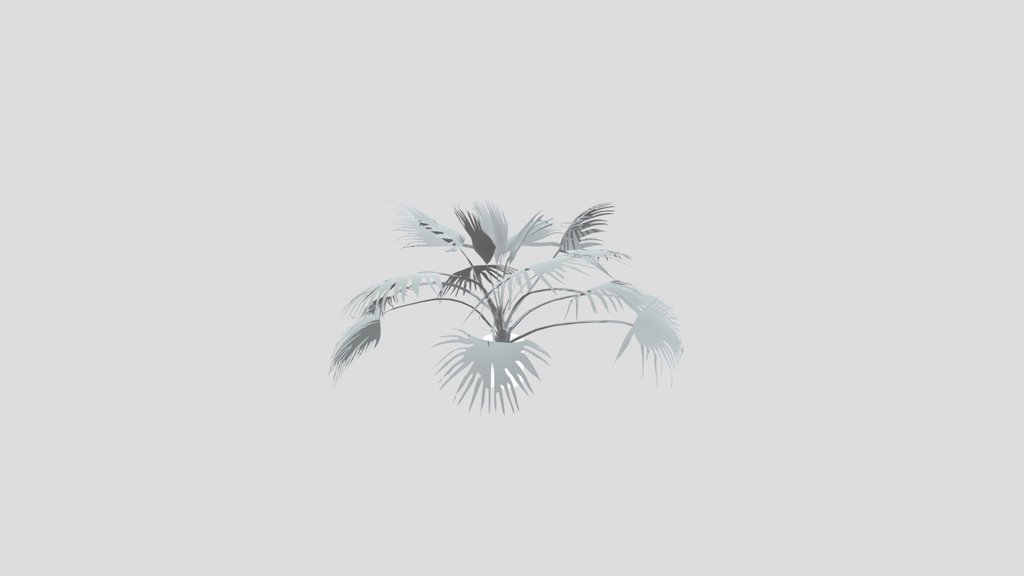 Chinese Palm Med Plant Potted