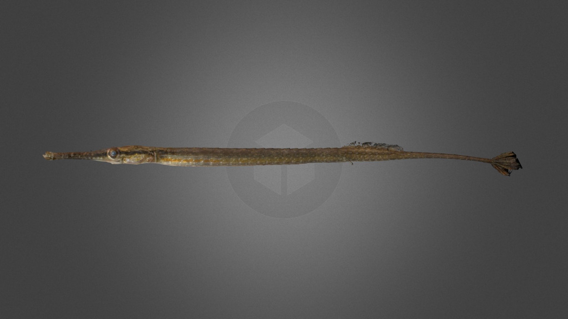 CC0 テングヨウジ 🐟 Short-tailed Pipefish — Sketchfab embed 3D viewer
