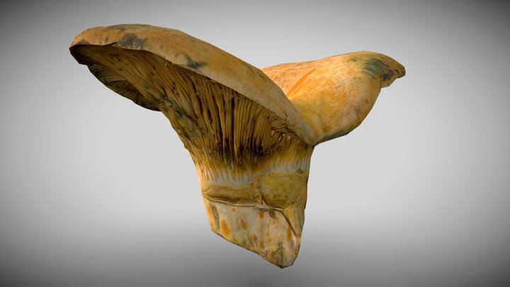 Mushroom Mízcalo Níscalo Robellón 5k 300K 3D Model