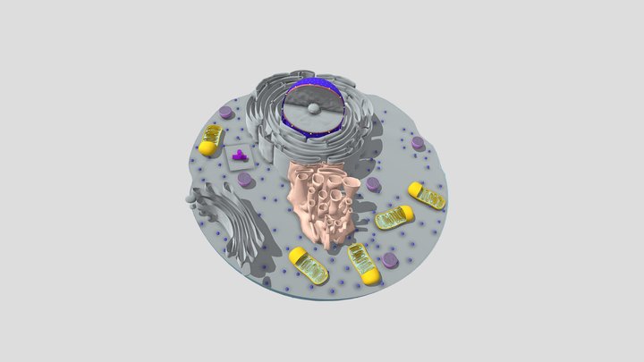 مشروع الخلية الحيوانية 3D Model