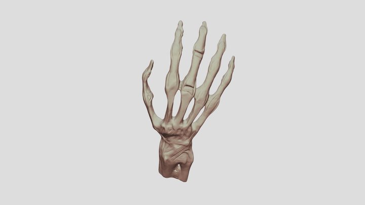 Human Hand Anatomy - High-Detail Muscle & Tendon 3D Model
