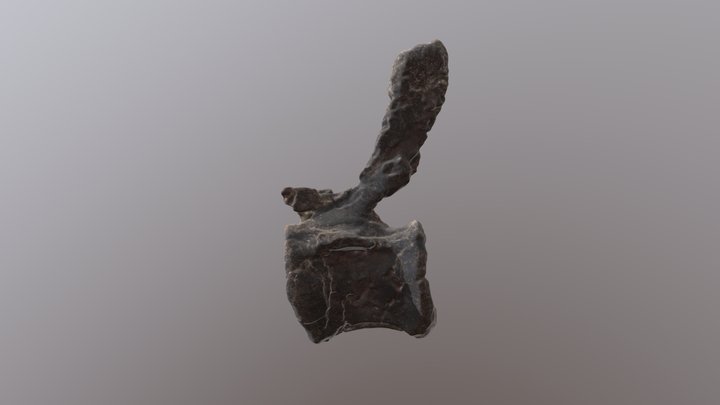 DMNH 1617 Sauropod caudal vertebra 3D Model