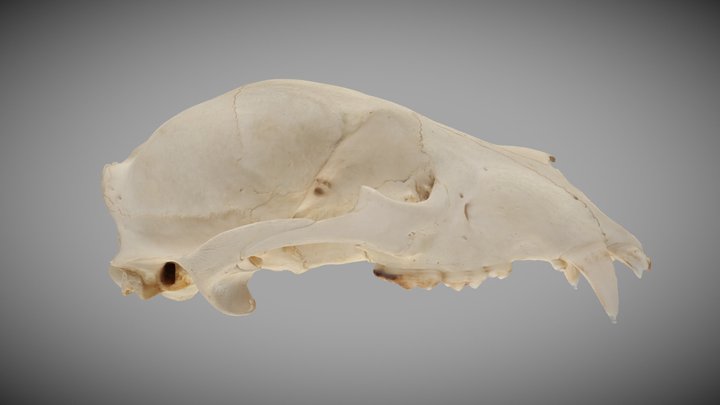 Ursus americanus 3D Model