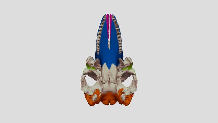 ワークショップ用シャチ頭骨画像 3D Model