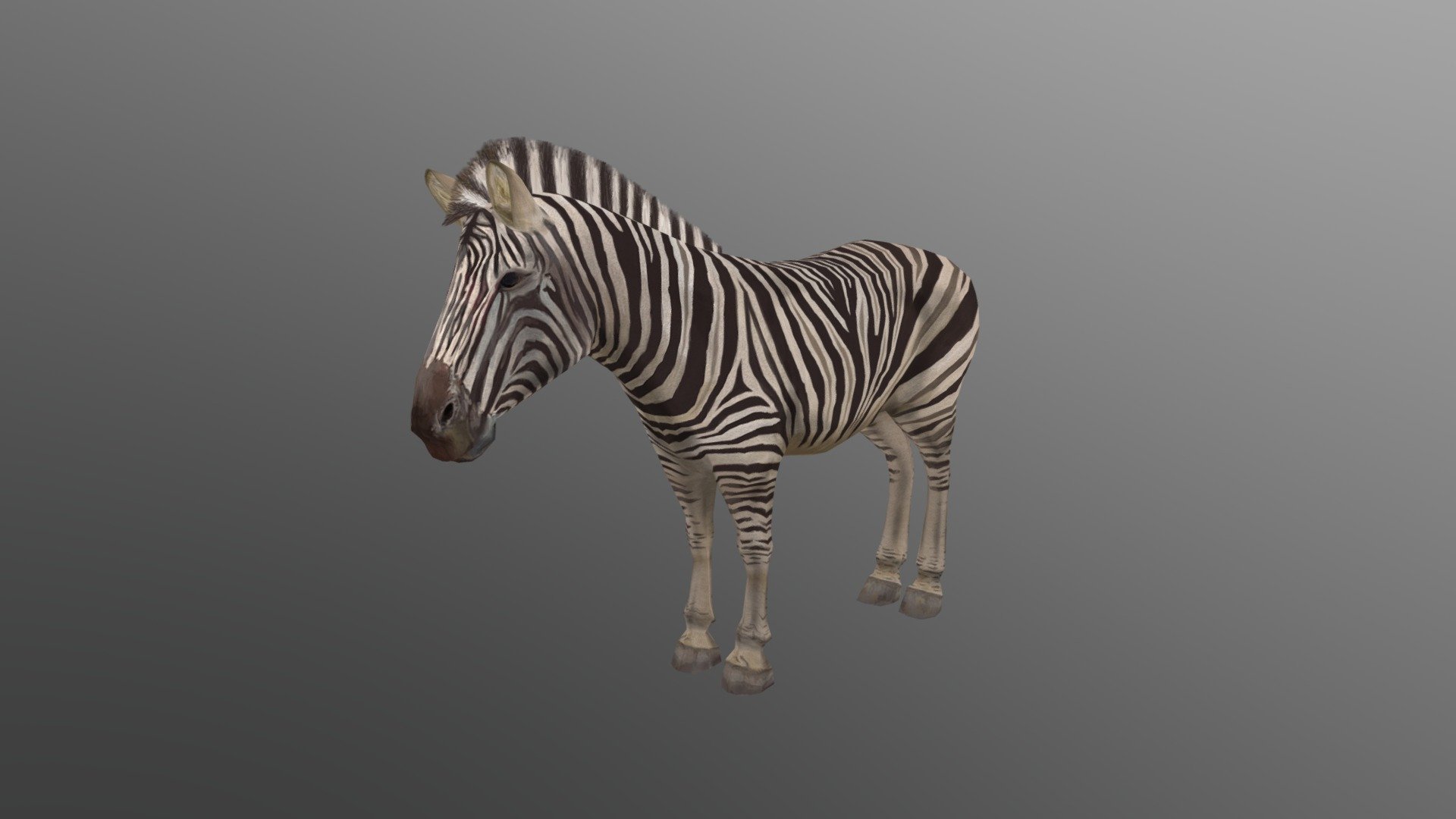 Zebra