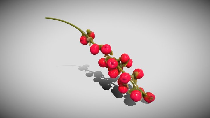 Rivina humilis – Modello 3D gratuito STL